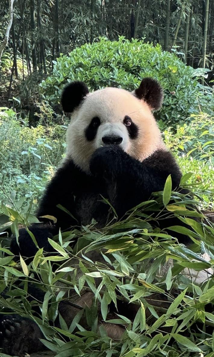 成都大熊猫基地里,一只在竹林中的大熊猫